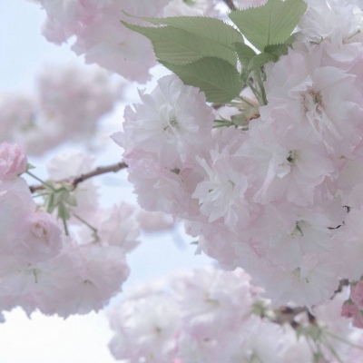 双峰福瑞交流群